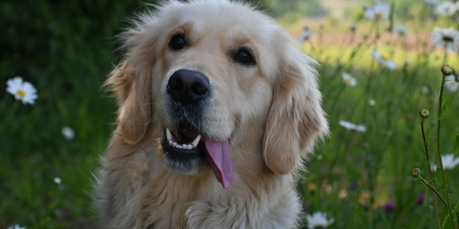 Happy golden retriever with a bright, friendly expression