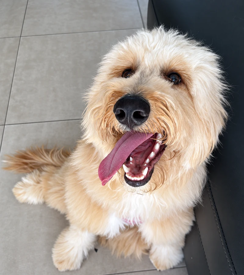 Friendly cream-colored dog looking at the camera