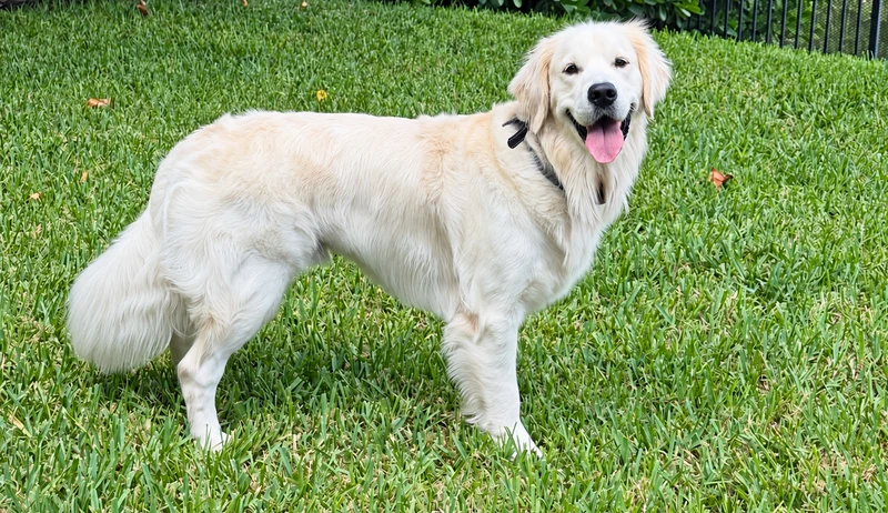 White golden retriever standing on the lawn